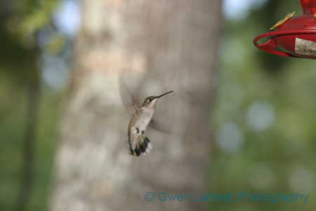 ahummingbird257_5729