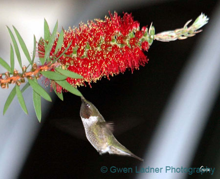 ahummingbird4-9-03 005