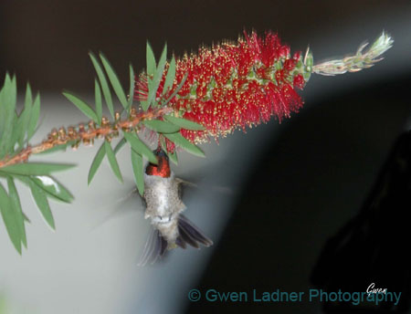 ahummingbird4-9-03 006