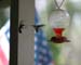 ahummingbird256_5661