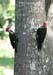 awoodpeckers223_2392